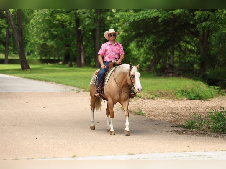 American Quarter Horse Wallach 3 Jahre 152 cm Palomino in Buffalo