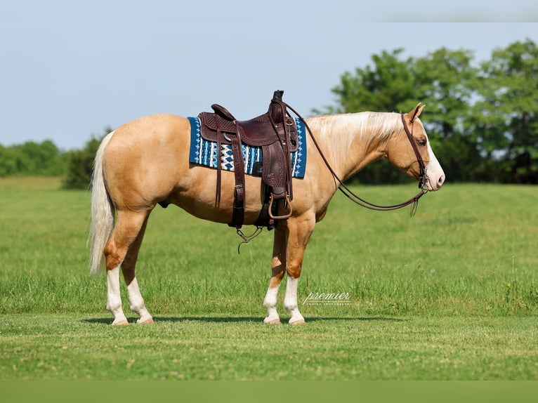 American Quarter Horse Wallach 3 Jahre 152 cm Palomino in Buffalo