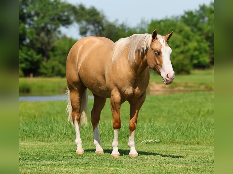 American Quarter Horse Wallach 3 Jahre 152 cm Palomino in Buffalo