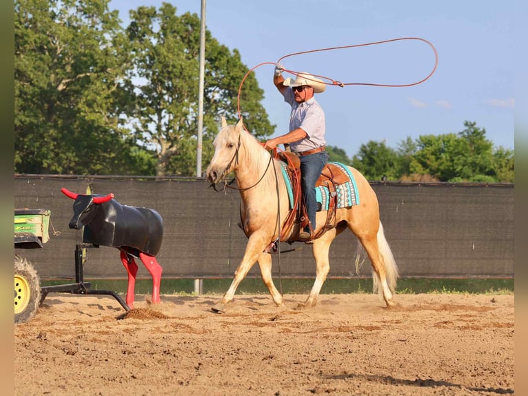 American Quarter Horse Wallach 3 Jahre 152 cm Palomino in Buffalo
