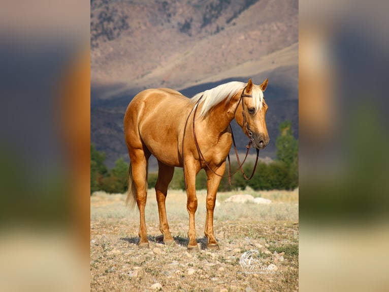 American Quarter Horse Wallach 3 Jahre 152 cm Palomino in Cody
