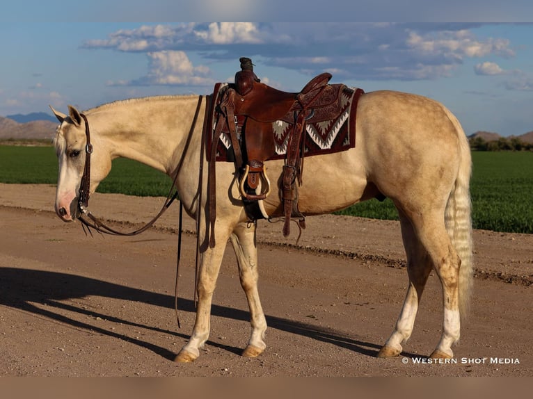American Quarter Horse Wallach 3 Jahre 152 cm Palomino in Buckeye, AZ