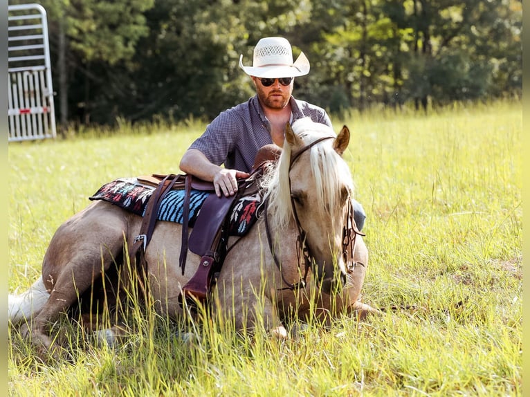 American Quarter Horse Wallach 3 Jahre 152 cm Palomino in Sante Fe, TN