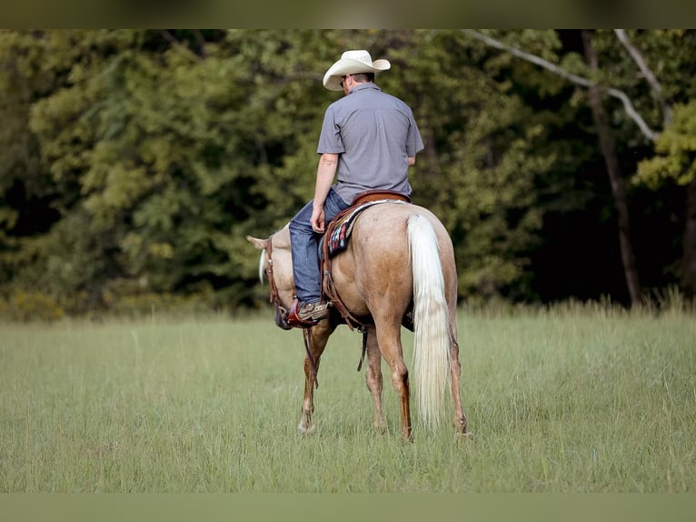 American Quarter Horse Wallach 3 Jahre 152 cm Palomino in Sante Fe, TN