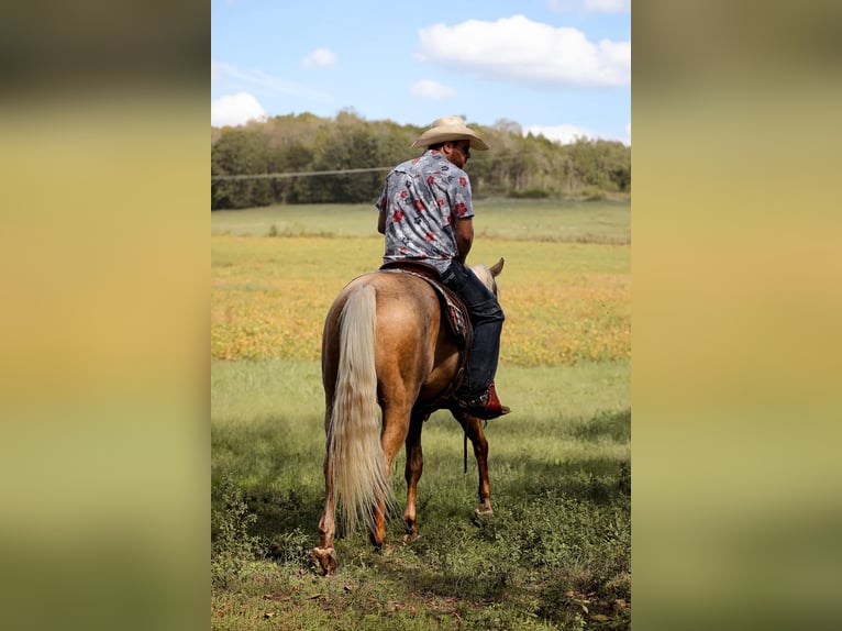 American Quarter Horse Wallach 3 Jahre 152 cm Palomino in Sante Fe, TN