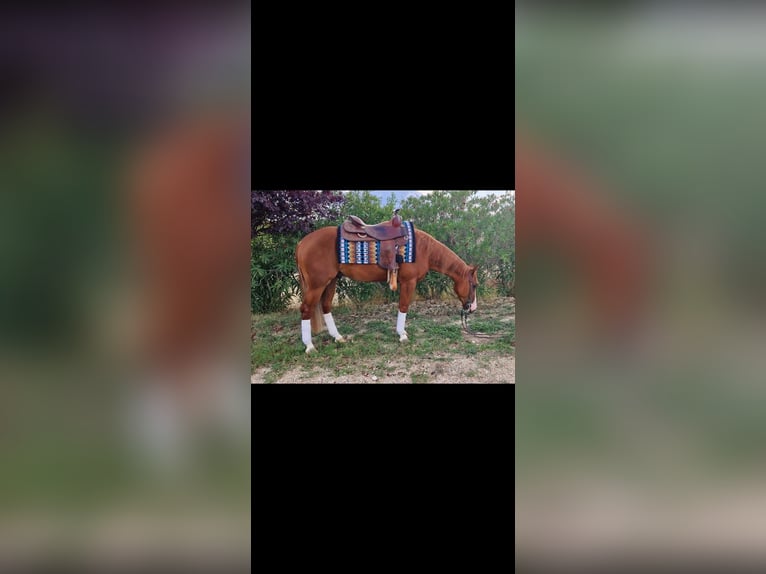 American Quarter Horse Wallach 3 Jahre 152 cm in Penne