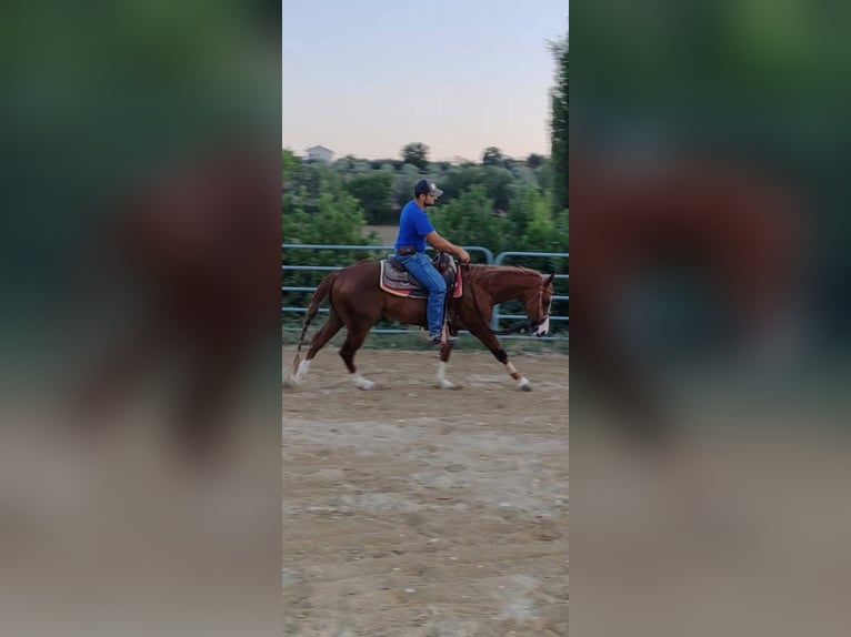 American Quarter Horse Wallach 3 Jahre 152 cm in Penne
