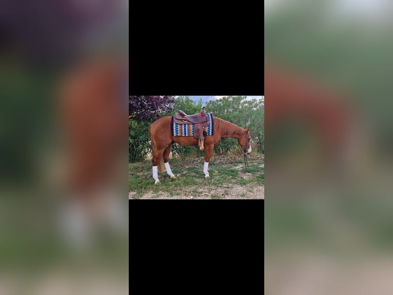 American Quarter Horse Wallach 3 Jahre 152 cm in Penne