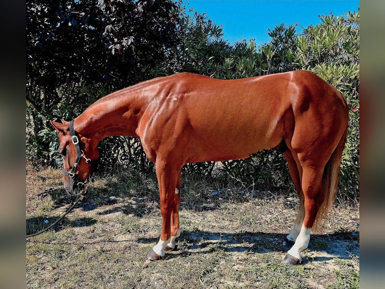 American Quarter Horse Wallach 3 Jahre 152 cm in Penne