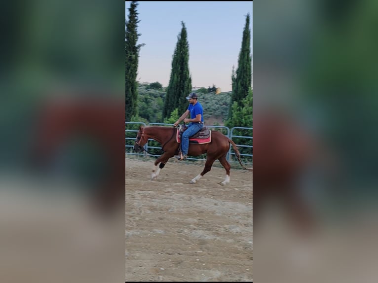 American Quarter Horse Wallach 3 Jahre 152 cm in Penne