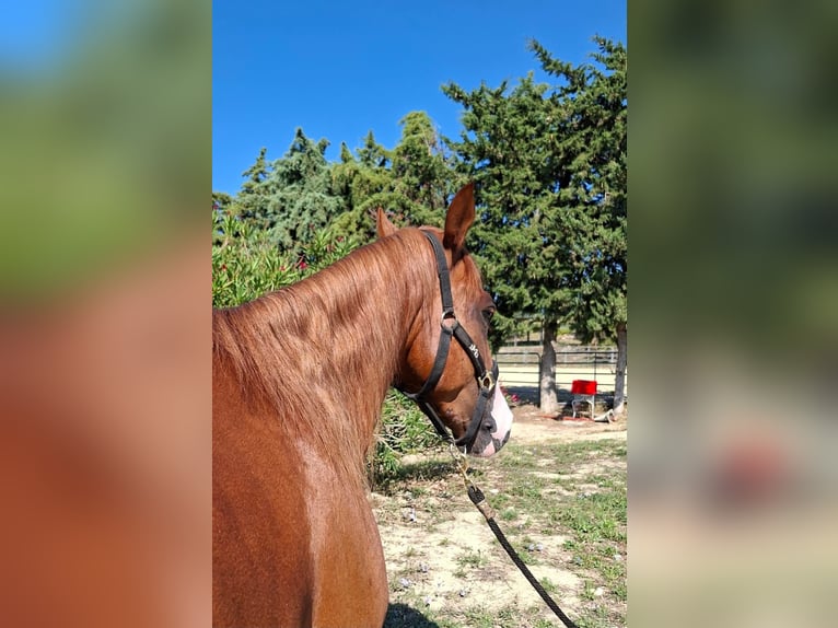 American Quarter Horse Wallach 3 Jahre 152 cm in Penne