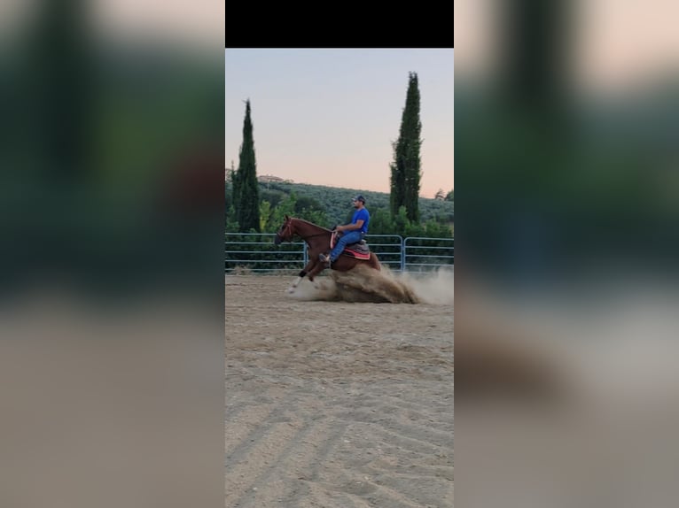 American Quarter Horse Wallach 3 Jahre 152 cm in Penne