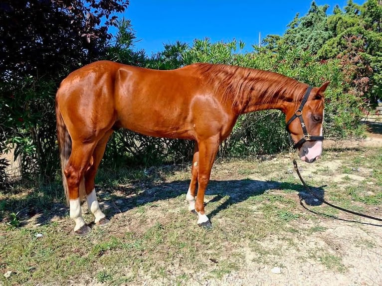 American Quarter Horse Wallach 3 Jahre 152 cm in Penne