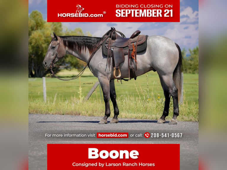 American Quarter Horse Wallach 3 Jahre 152 cm Roan-Blue in Saint Anthony