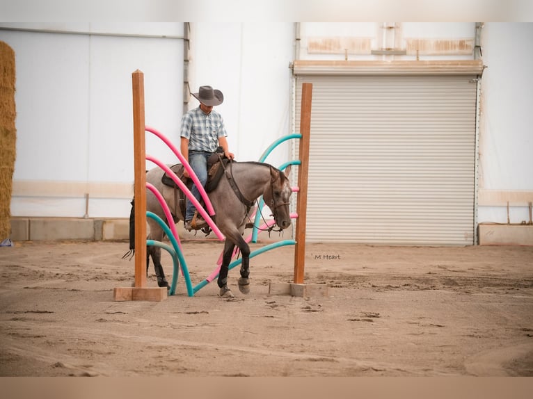 American Quarter Horse Wallach 3 Jahre 152 cm Roan-Blue in Saint Anthony
