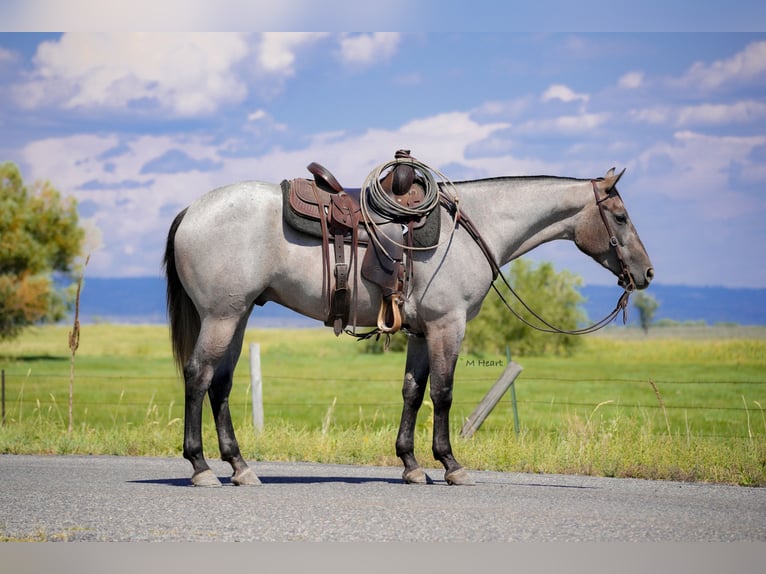 American Quarter Horse Wallach 3 Jahre 152 cm Roan-Blue in Saint Anthony