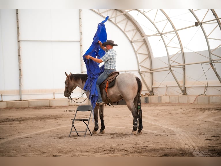 American Quarter Horse Wallach 3 Jahre 152 cm Roan-Blue in Saint Anthony