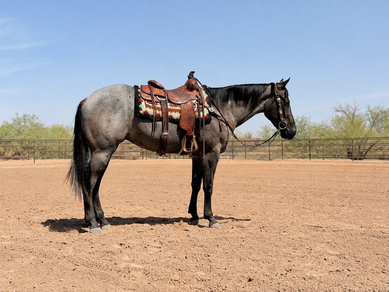 American Quarter Horse Wallach 3 Jahre 152 cm Roan-Blue in Scottsdale