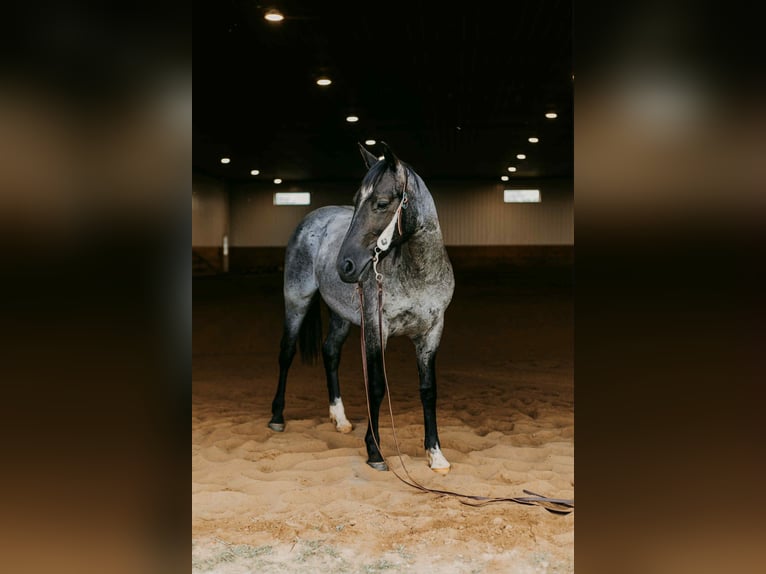 American Quarter Horse Wallach 3 Jahre 152 cm Roan-Blue in Selma IA