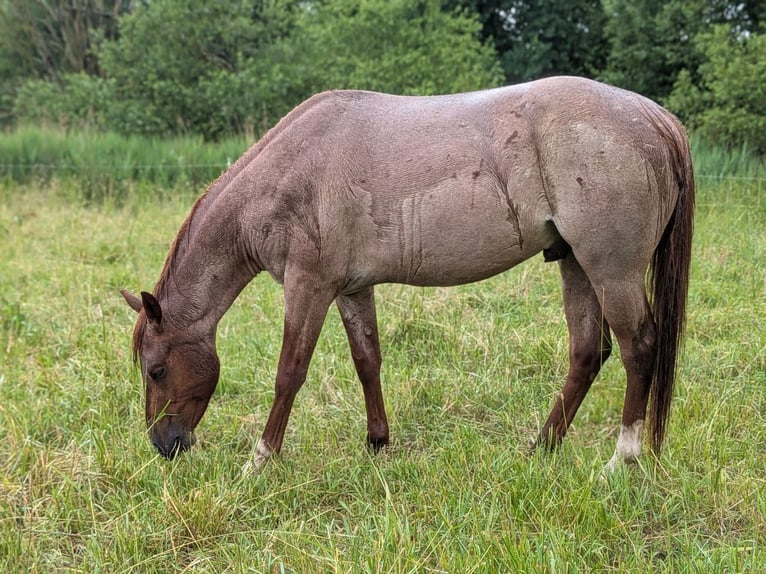 American Quarter Horse Wallach 3 Jahre 152 cm Roan-Red in Attenkirchen