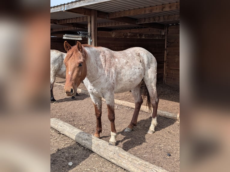 American Quarter Horse Wallach 3 Jahre 152 cm Roan-Red in Attenkirchen