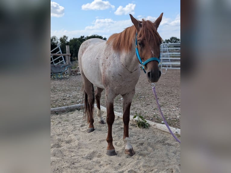 American Quarter Horse Wallach 3 Jahre 152 cm Roan-Red in Attenkirchen