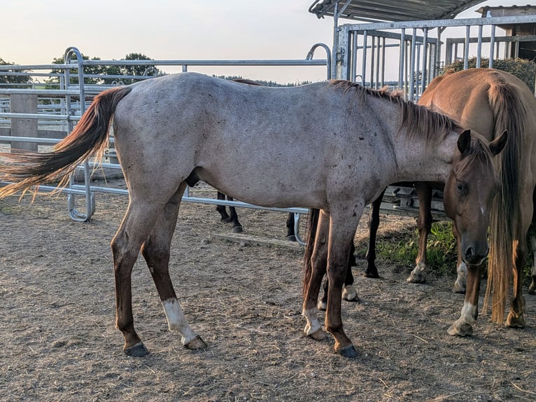 American Quarter Horse Wallach 3 Jahre 152 cm Roan-Red in Attenkirchen