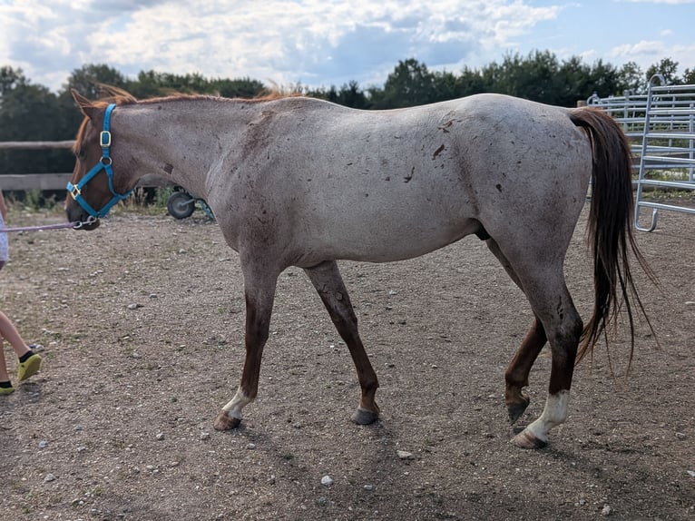 American Quarter Horse Wallach 3 Jahre 152 cm Roan-Red in Attenkirchen