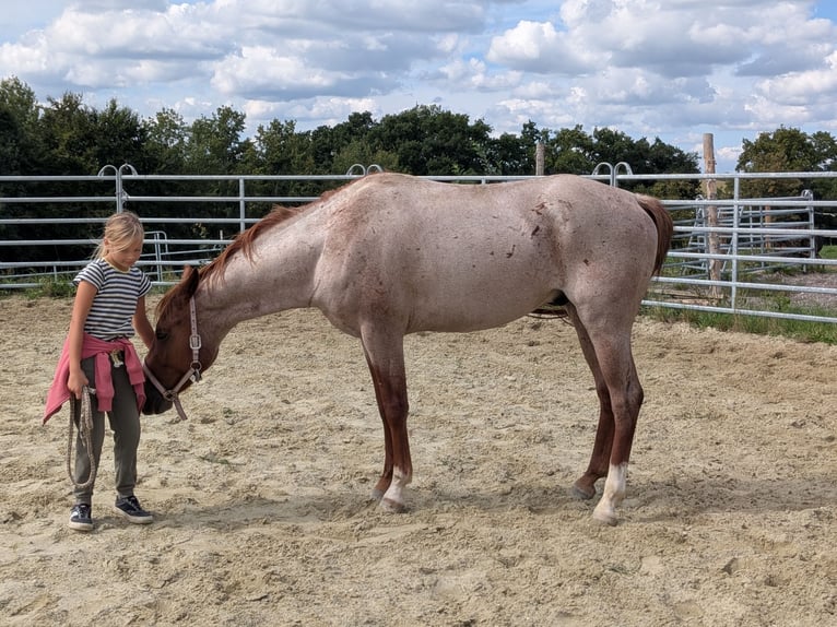 American Quarter Horse Wallach 3 Jahre 152 cm Roan-Red in Attenkirchen