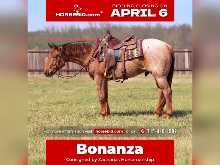 American Quarter Horse Wallach 3 Jahre 152 cm Roan-Red in Adair