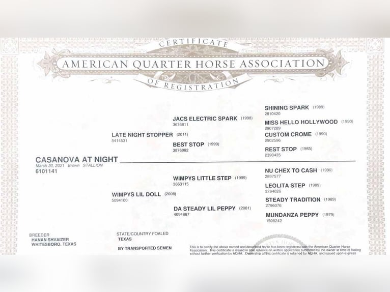 American Quarter Horse Wallach 3 Jahre 152 cm Rotbrauner in Sweet Springs MO