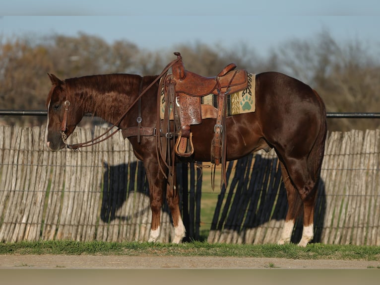 American Quarter Horse Wallach 3 Jahre 152 cm Rotfuchs in Rusk