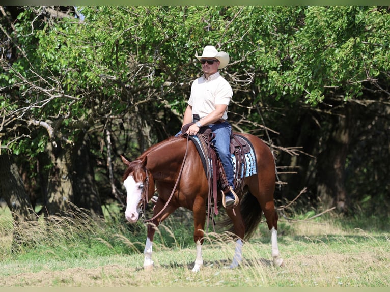 American Quarter Horse Wallach 3 Jahre 152 cm Rotfuchs in Buffalo, MO