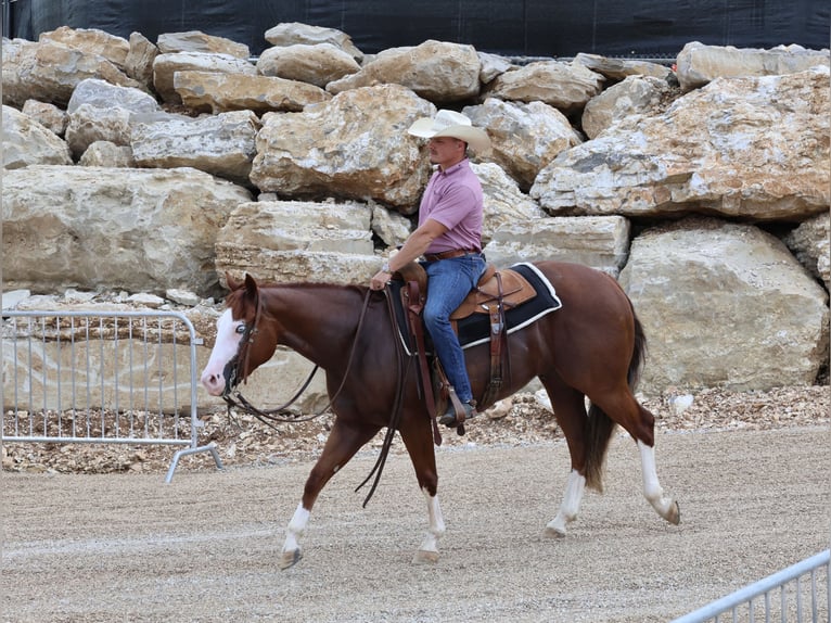 American Quarter Horse Wallach 3 Jahre 152 cm Rotfuchs in Buffalo, MO