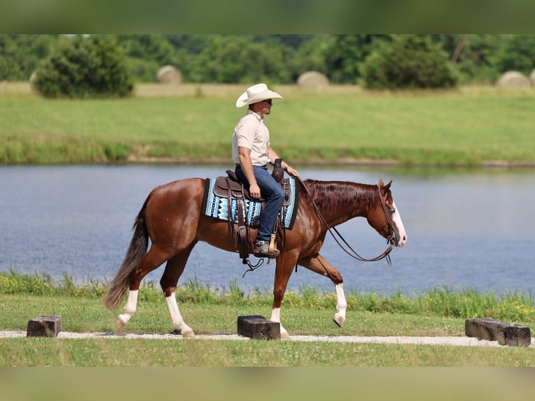 American Quarter Horse Wallach 3 Jahre 152 cm Rotfuchs in Buffalo, MO