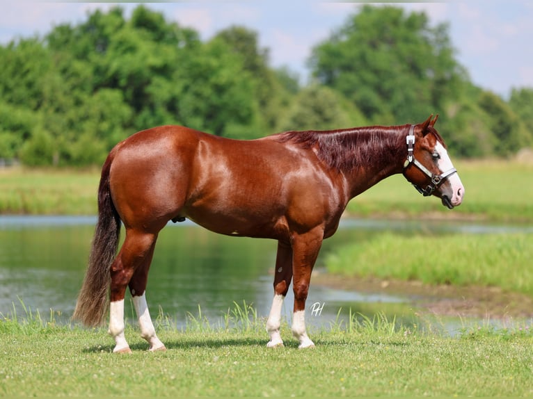 American Quarter Horse Wallach 3 Jahre 152 cm Rotfuchs in Buffalo, MO