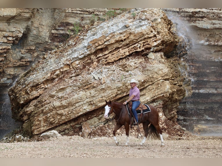 American Quarter Horse Wallach 3 Jahre 152 cm Rotfuchs in Buffalo, MO
