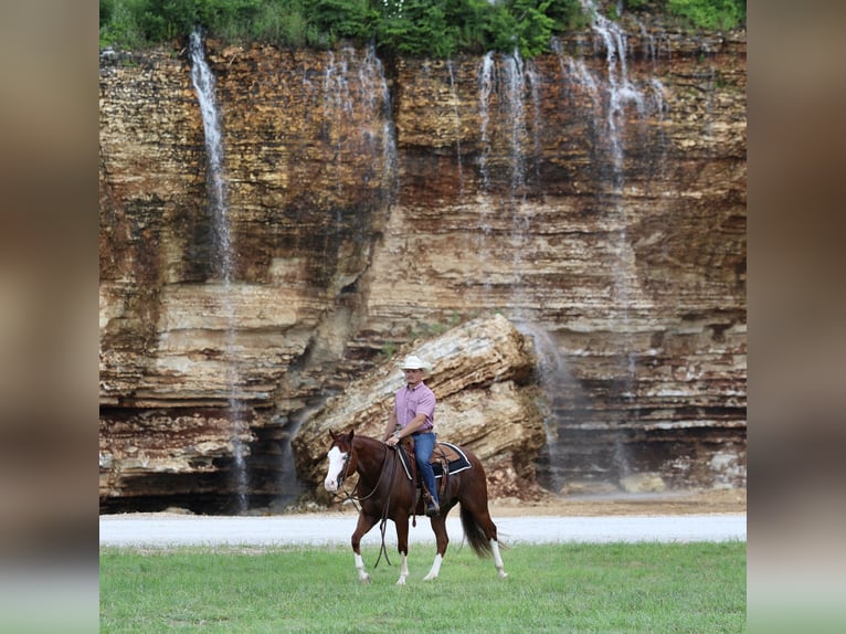 American Quarter Horse Wallach 3 Jahre 152 cm Rotfuchs in Buffalo, MO