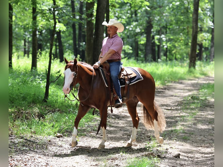 American Quarter Horse Wallach 3 Jahre 152 cm Rotfuchs in Buffalo, MO