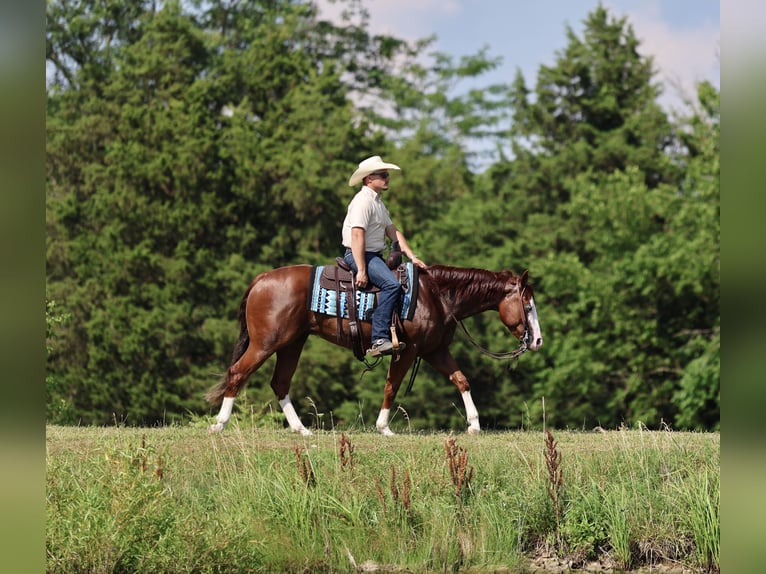 American Quarter Horse Wallach 3 Jahre 152 cm Rotfuchs in Buffalo, MO