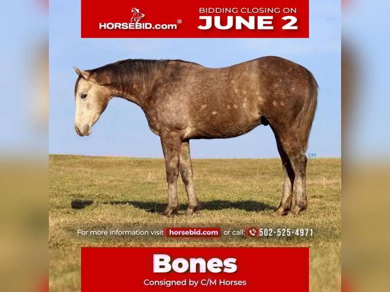 American Quarter Horse Wallach 3 Jahre 152 cm Schimmel in Carrollton, KY
