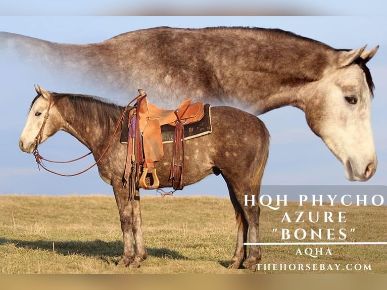 American Quarter Horse Wallach 3 Jahre 152 cm Schimmel in Hodgenville, KY
