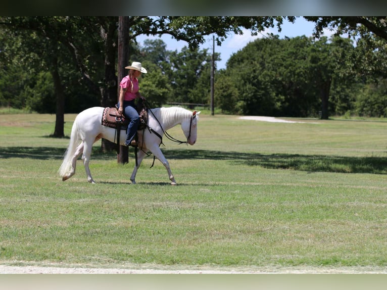 American Quarter Horse Wallach 3 Jahre 152 cm White in Decatur, TX