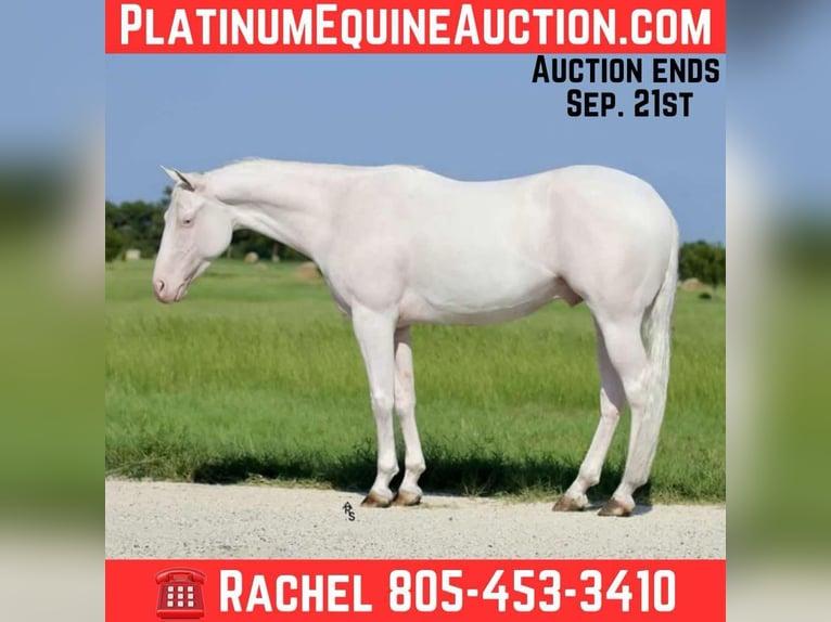 American Quarter Horse Wallach 3 Jahre 152 cm White in Decatur, TX