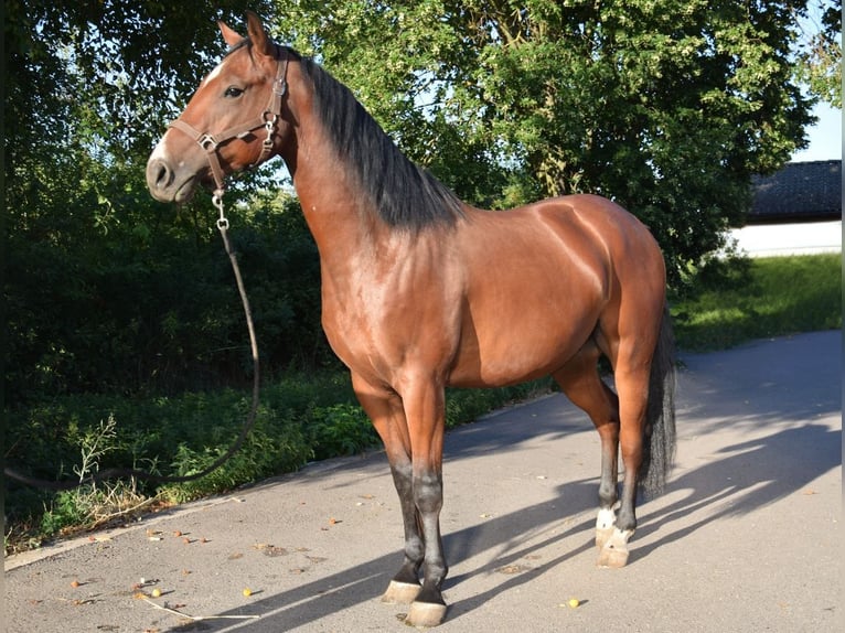 American Quarter Horse Wallach 3 Jahre 153 cm Brauner in Esperstedt