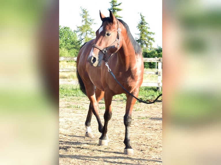 American Quarter Horse Wallach 3 Jahre 153 cm Brauner in Esperstedt