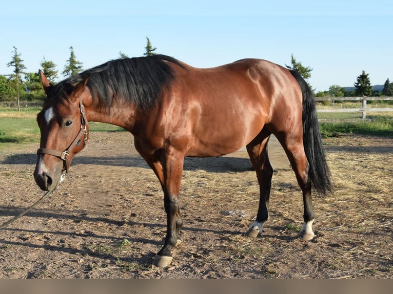 American Quarter Horse Wallach 3 Jahre 153 cm Brauner in Esperstedt