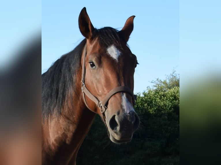 American Quarter Horse Wallach 3 Jahre 153 cm Brauner in Esperstedt