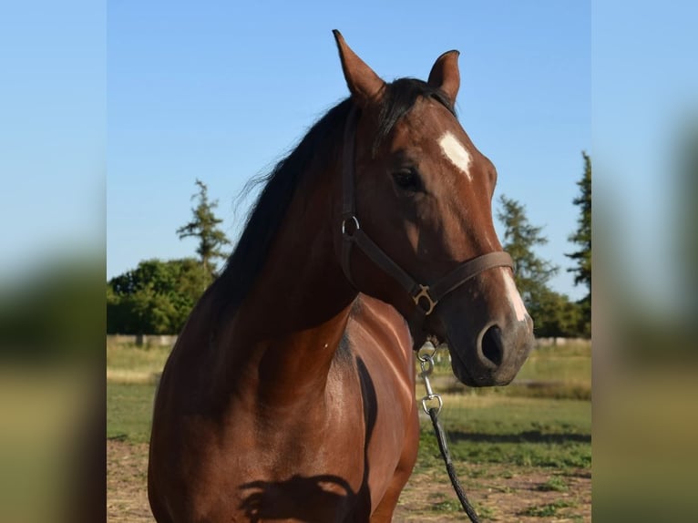 American Quarter Horse Wallach 3 Jahre 153 cm Brauner in Esperstedt