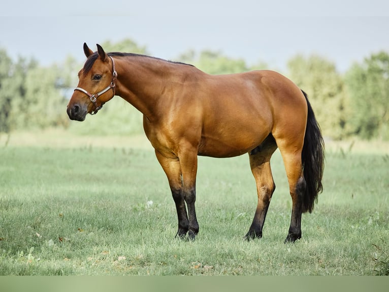 American Quarter Horse Wallach 3 Jahre 153 cm Brauner in München